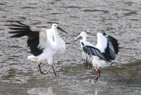 コウノトリイメージ